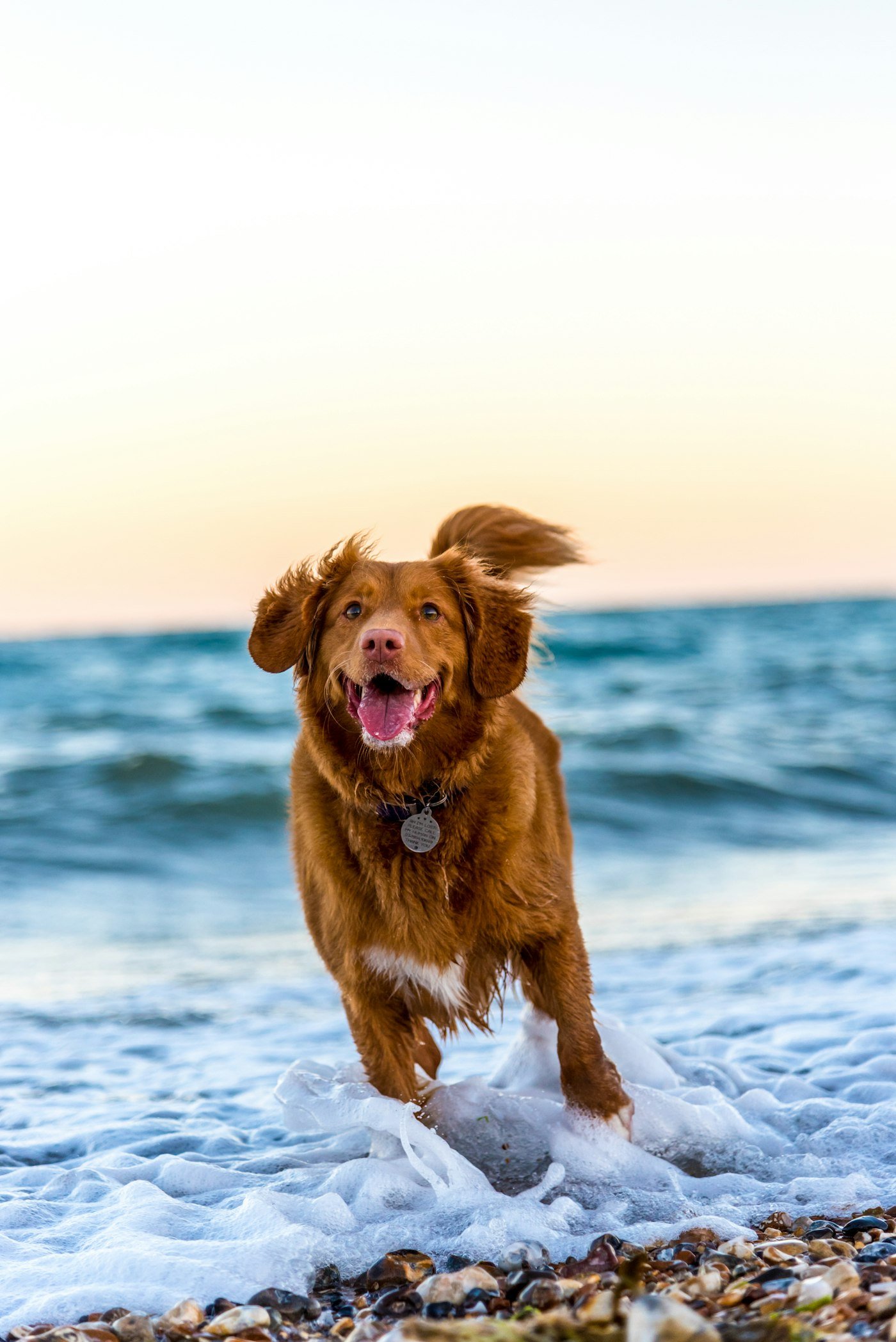 Dog outdoors